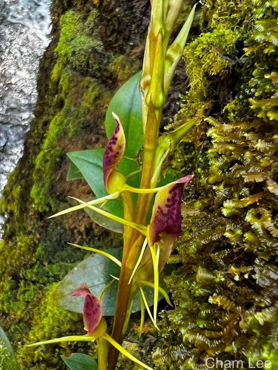 Cryptostylis arachnites (Blume) Hassk.